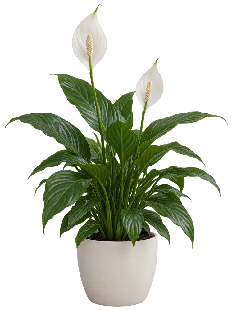 Peace Lily in a pot